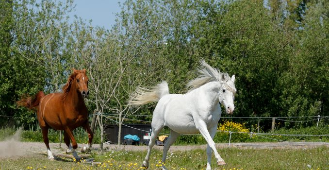 Vind jij paarden stiekem nogal indrukwekkend?